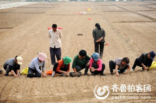 拍客菏泽大蒜种植区深度调查:蒜商赔本已成定