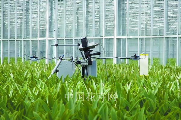 传感器:温室环控的指挥棒 陈教授谈兰花管理