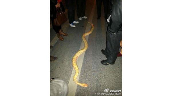死亡黄金蟒图片