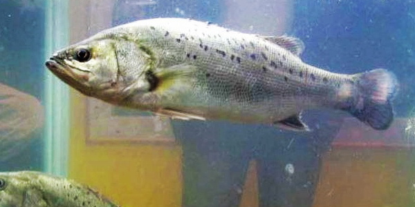 海鲈鱼价格高企 广东海鲈鱼养殖户赚的盆满钵