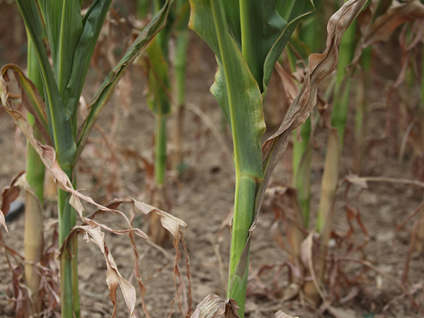 内蒙古赤峰出现旱情