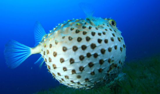 动物界10位温情刺客:海豚荷尔蒙杀人