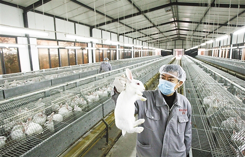 12月25日,渝北区统景镇阿兴记原种兔养殖基地,工作人员检测兔子的