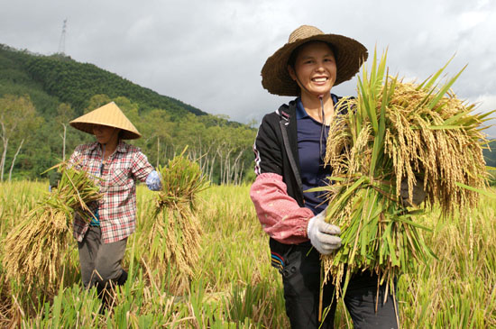 7月18日,广西天等县小山村农民韦海勤(右一)在田间抢收早稻.