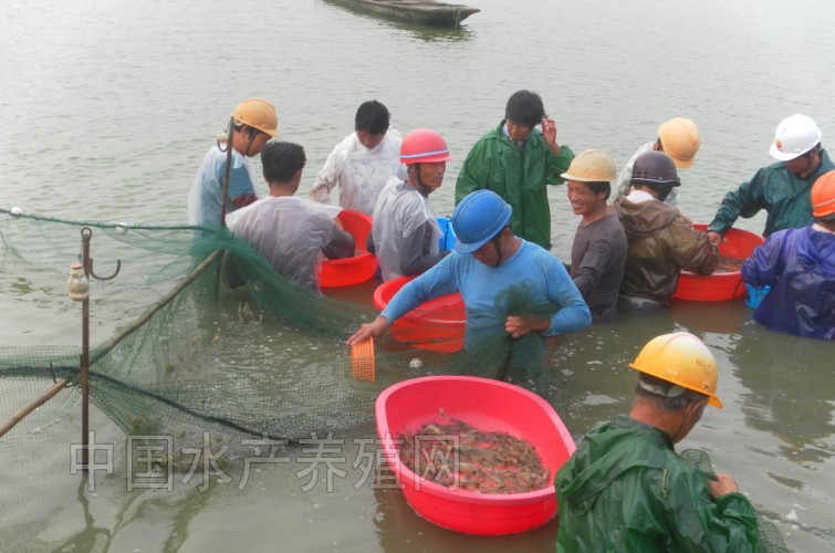 江苏高邮罗氏沼虾丰产丰收 亩纯利最高七千多