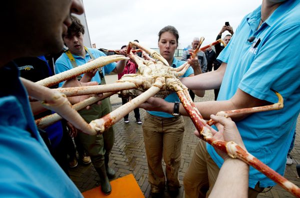 7月3日,荷兰斯海弗宁恩水族馆的工作人员在为一只巨型螃蟹"搬家".