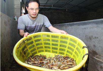 正宗台湾泥鳅养殖技术_泥鳅养殖收入(2)